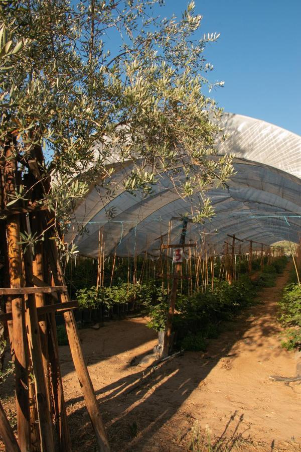 Quinta De Santana Da Varzea Abrantes Ngoại thất bức ảnh